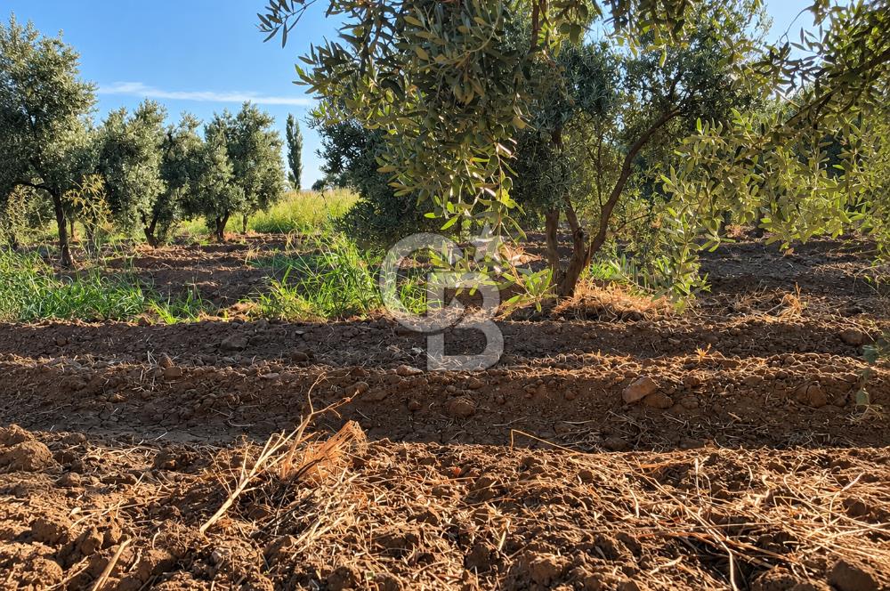 Burhaniye Kızıklıda 2.941 m² Bakımlı Satılık Zeytinlik