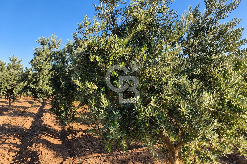 Burhaniye Kızıklıda 2.941 m² Bakımlı Satılık Zeytinlik