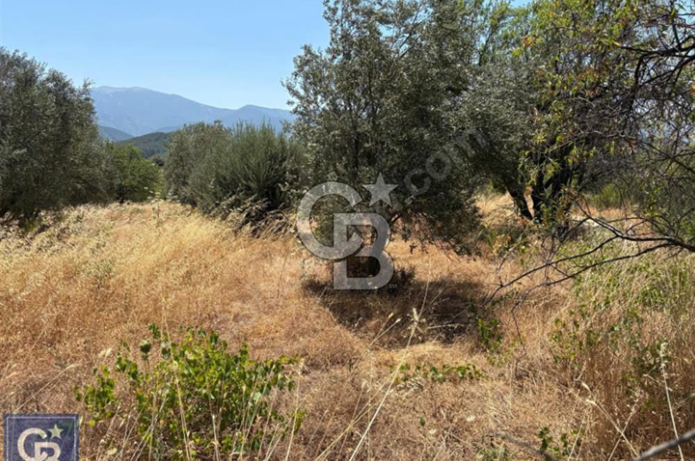 Kazdağları/Bayramiç/ Gedik'de resmi yolu olan 3687m² bağ yeri.