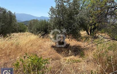 Kazdağları/Bayramiç/ Gedik'de resmi yolu olan 3687m² bağ yeri.