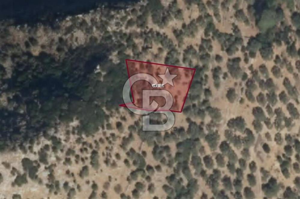 MİLAS KAYABAŞINDA YATIRIMLIK 1232 METRE SATILIK ZEYTİNLİK