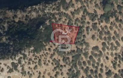 MİLAS KAYABAŞINDA YATIRIMLIK 1232 METRE SATILIK ZEYTİNLİK