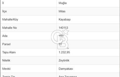 MİLAS KAYABAŞINDA YATIRIMLIK 1232 METRE SATILIK ZEYTİNLİK