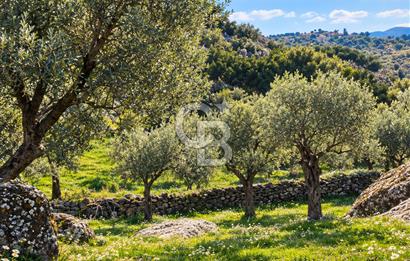 Aydın Buharkent Ana Yola Yakın 12.794M2 Yatırımlık Satılık Tarla