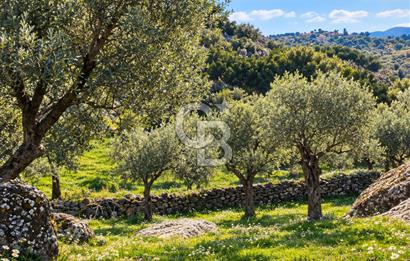 Aydın Buharkent Ana Yola Yakın 12.794M2 Yatırımlık Satılık Tarla