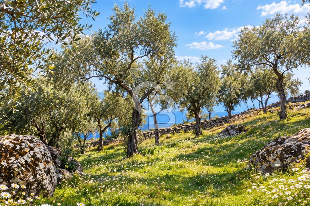 Aydın Buharkent Ana Yola Yakın 12.794M2 Yatırımlık Satılık Tarla