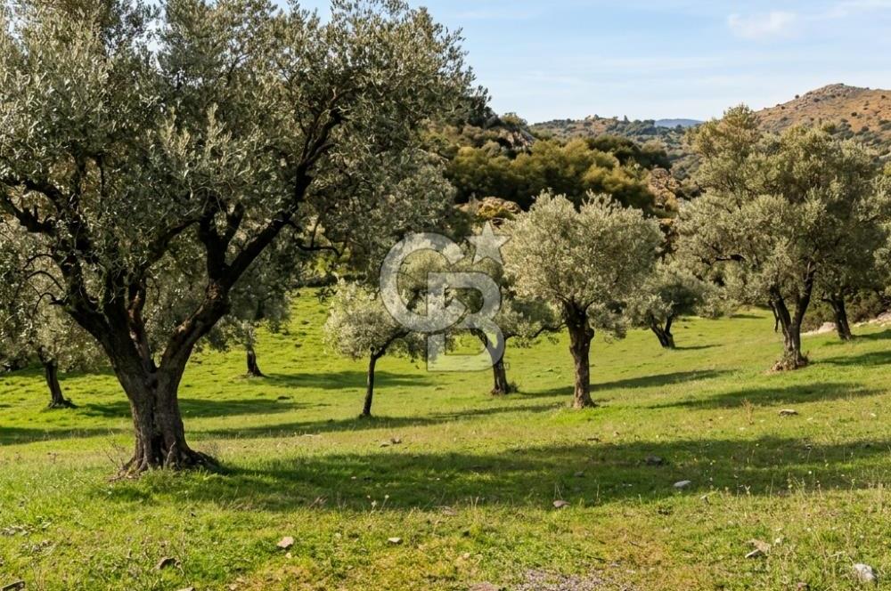 Aydın Buharkent Ana Yola Yakın 12.794M2 Yatırımlık Satılık Tarla