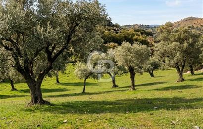 Aydın Buharkent Ana Yola Yakın 12.794M2 Yatırımlık Satılık Tarla