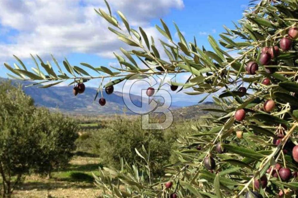 Aydın Karaca’su ataeymirde satılık zeytinlik
