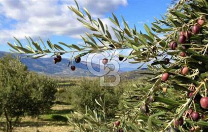 Aydın Karaca’su ataeymirde satılık zeytinlik