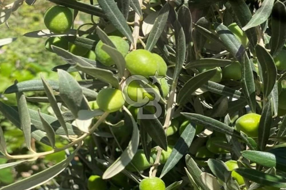 Aydın Karaca’su ataeymirde satılık zeytinlik