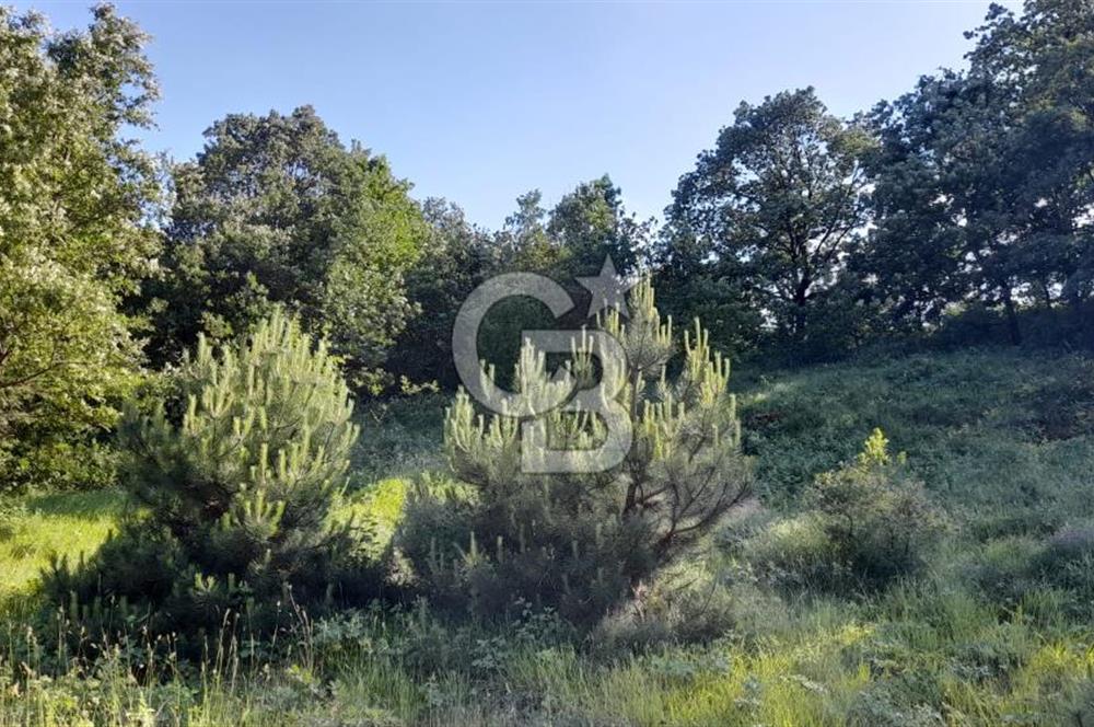  CB BAŞROL'DEN KESTEL NÜSHETİYE SATILIK TARLA