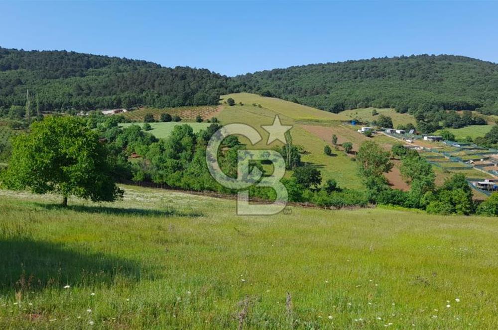  CB BAŞROL'DEN KESTEL NÜSHETİYE SATILIK TARLA