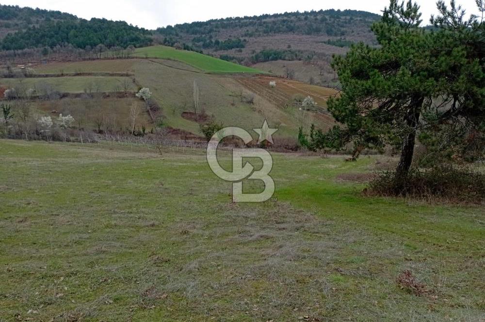  CB BAŞROL'DEN KESTEL NÜSHETİYE SATILIK TARLA