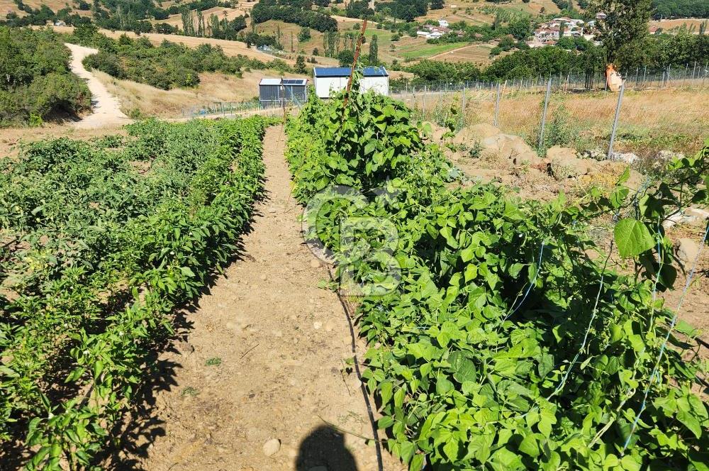 CB BAŞROL'DEN KESTEL NÜSHETİYE SATILIK TARLA