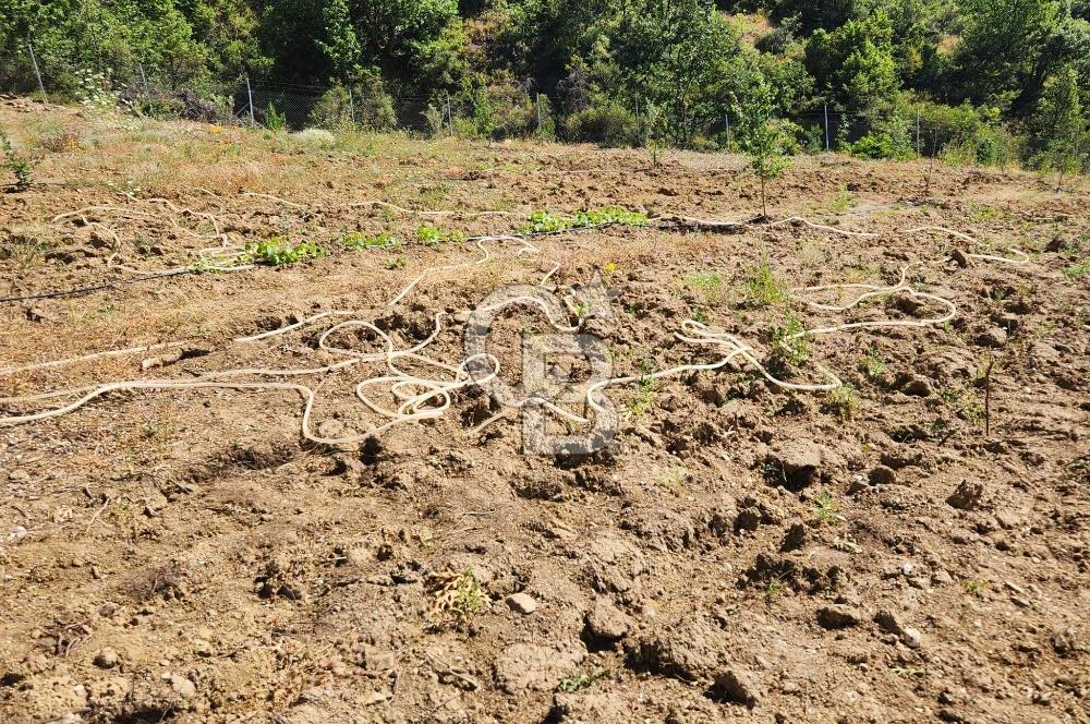  CB BAŞROL'DEN KESTEL NÜSHETİYE SATILIK TARLA