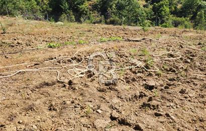  CB BAŞROL'DEN KESTEL NÜSHETİYE SATILIK TARLA