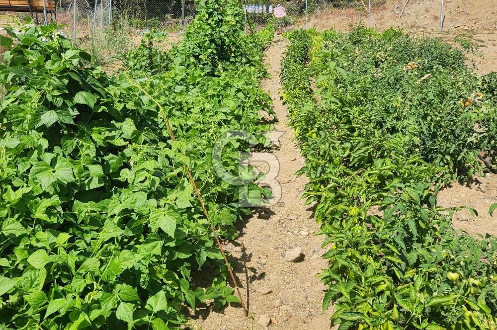  CB BAŞROL'DEN KESTEL NÜSHETİYE SATILIK TARLA