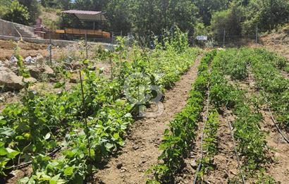 CB BAŞROL'DEN KESTEL NÜSHETİYE SATILIK TARLA