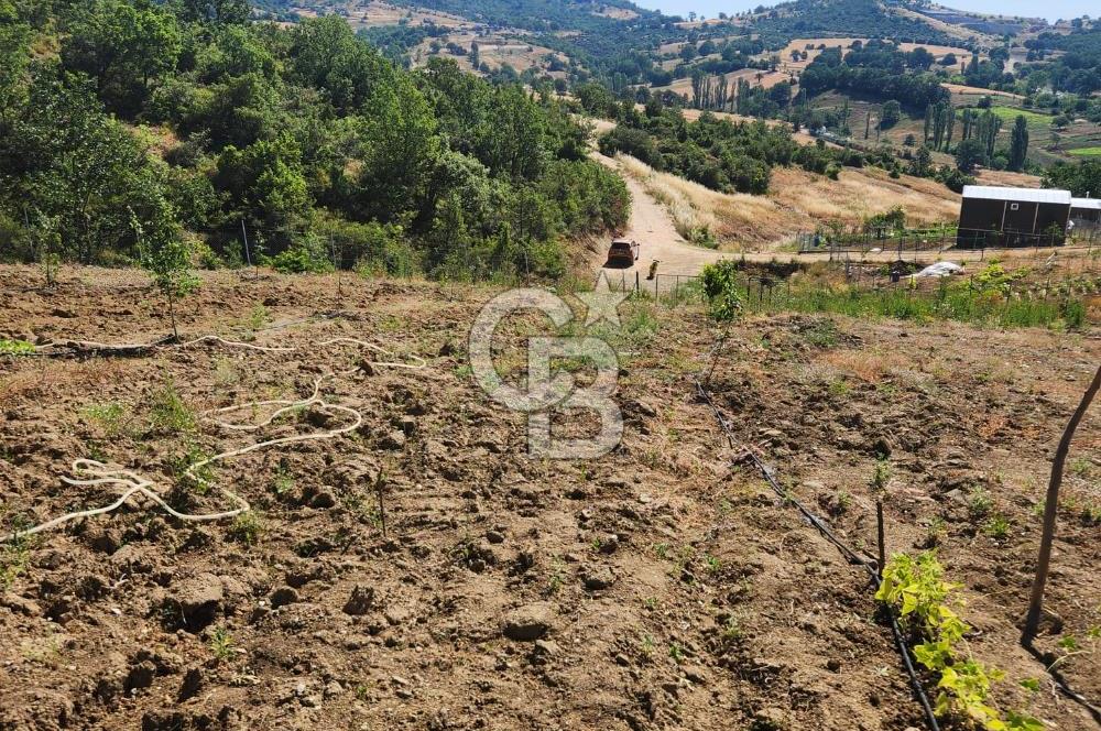 CB BAŞROL'DEN KESTEL NÜSHETİYE SATILIK TARLA