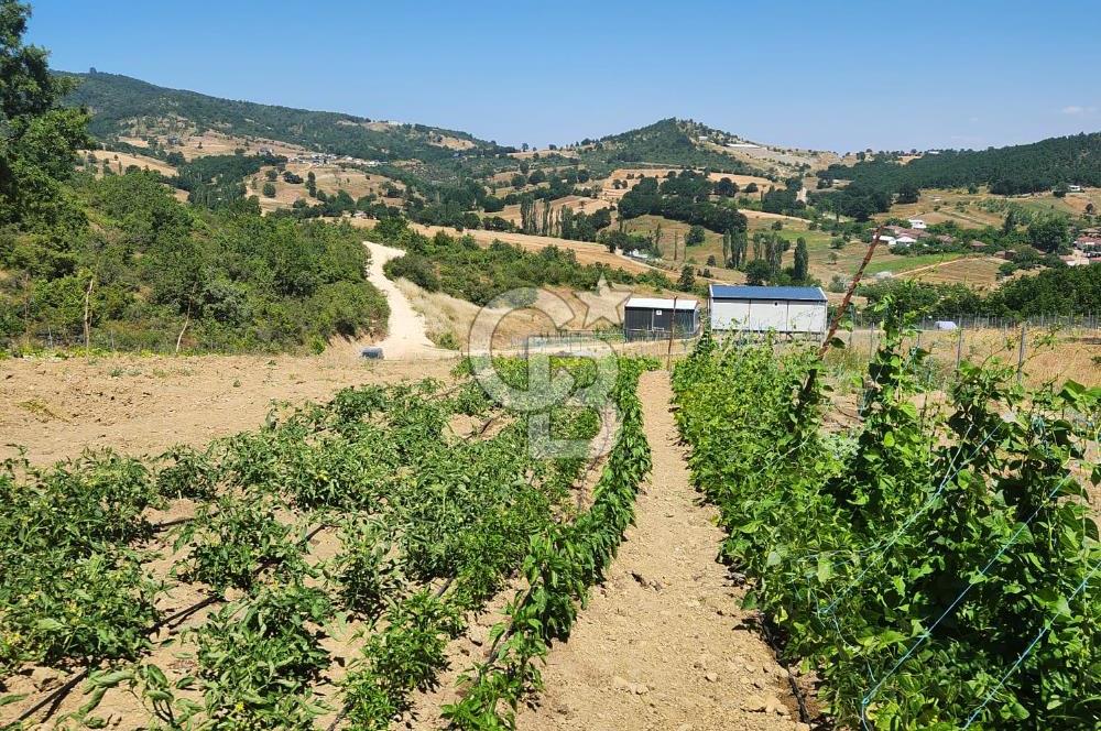 CB BAŞROL'DEN KESTEL NÜSHETİYE SATILIK TARLA
