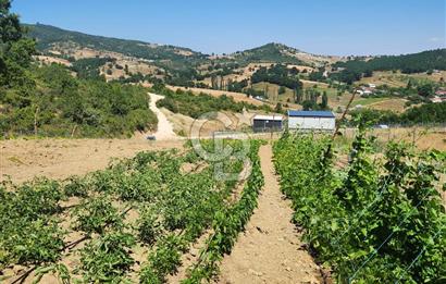  CB BAŞROL'DEN KESTEL NÜSHETİYE SATILIK TARLA