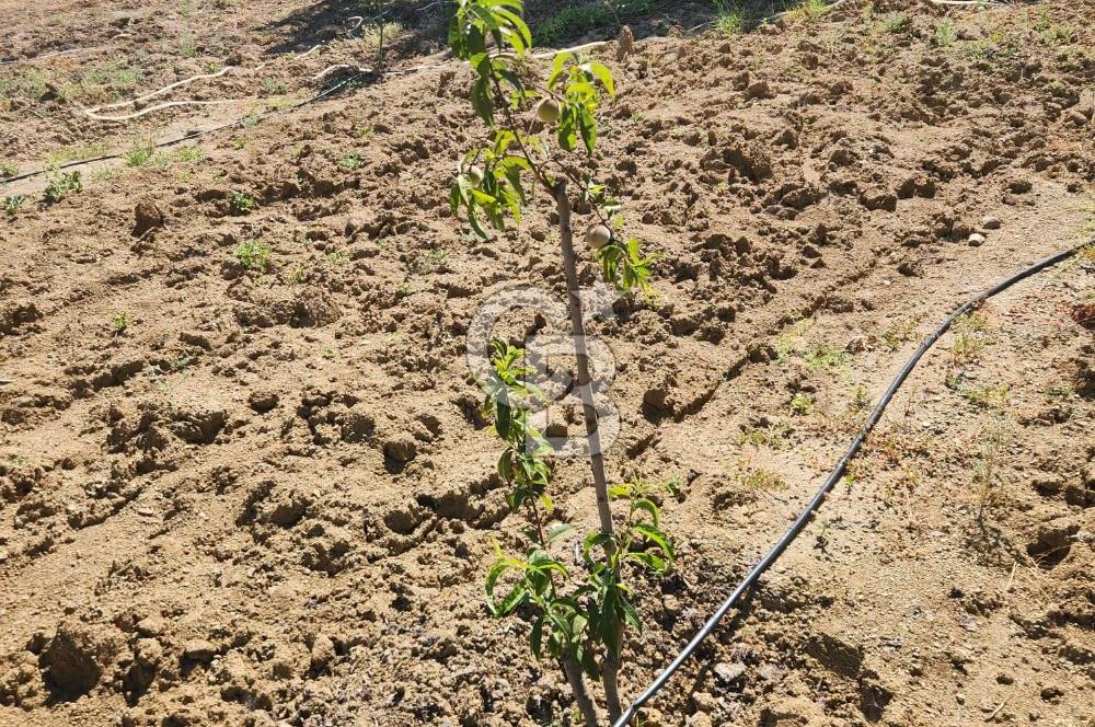  CB BAŞROL'DEN KESTEL NÜSHETİYE SATILIK TARLA
