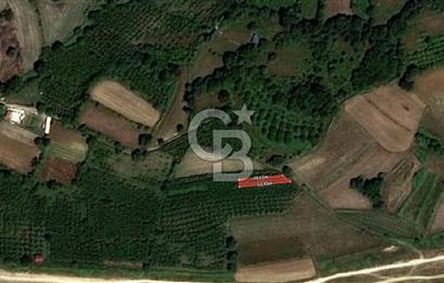 KANDIRA ÇALKÖY DENİZE YAKIN KADASTRO YOLLU TARLA