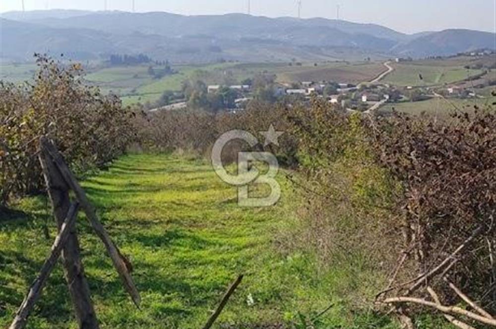 KANDIRA ÇALKÖY DENİZE YAKIN KADASTRO YOLLU TARLA