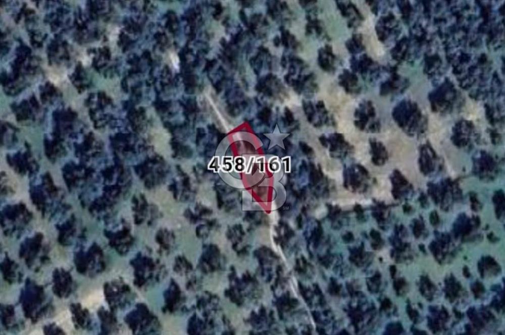 BURHANİYE`DE ŞARKÖY OSB`YE 185 METRE MESAFEDE ZEYTİNLİK