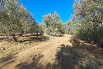 BURHANİYE`DE ŞARKÖY OSB`YE 185 METRE MESAFEDE ZEYTİNLİK - 6 - 375223