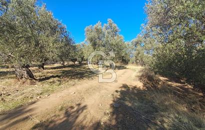 BURHANİYE`DE ŞARKÖY OSB`YE 185 METRE MESAFEDE ZEYTİNLİK