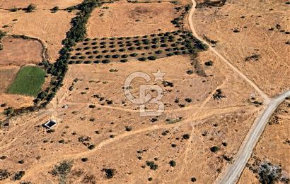 CB EAGLE'dan BURHANİYE YAYLACIK'DA 4.394m² İZMİR YOLU ÜZERİ TARLA