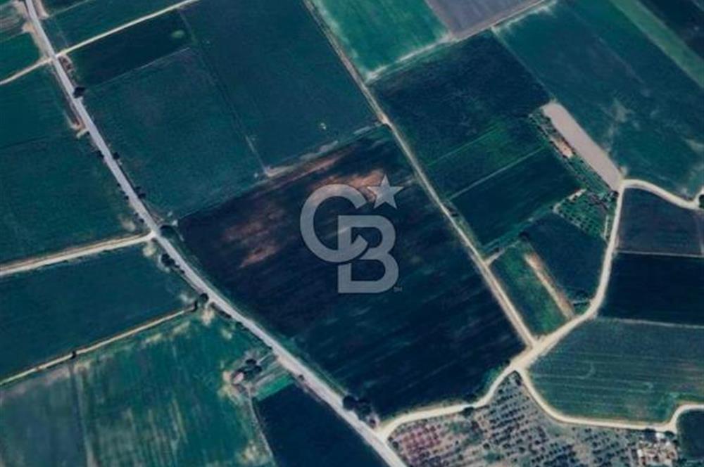 Aydın Söke Çalışlı Mah. Yola Sıfır 52.339 m² Satılık Tarla