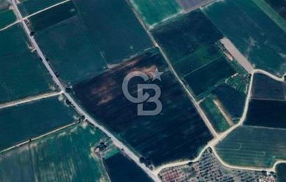 Aydın Söke Çalışlı Mah. Yola Sıfır 52.339 m² Satılık Tarla