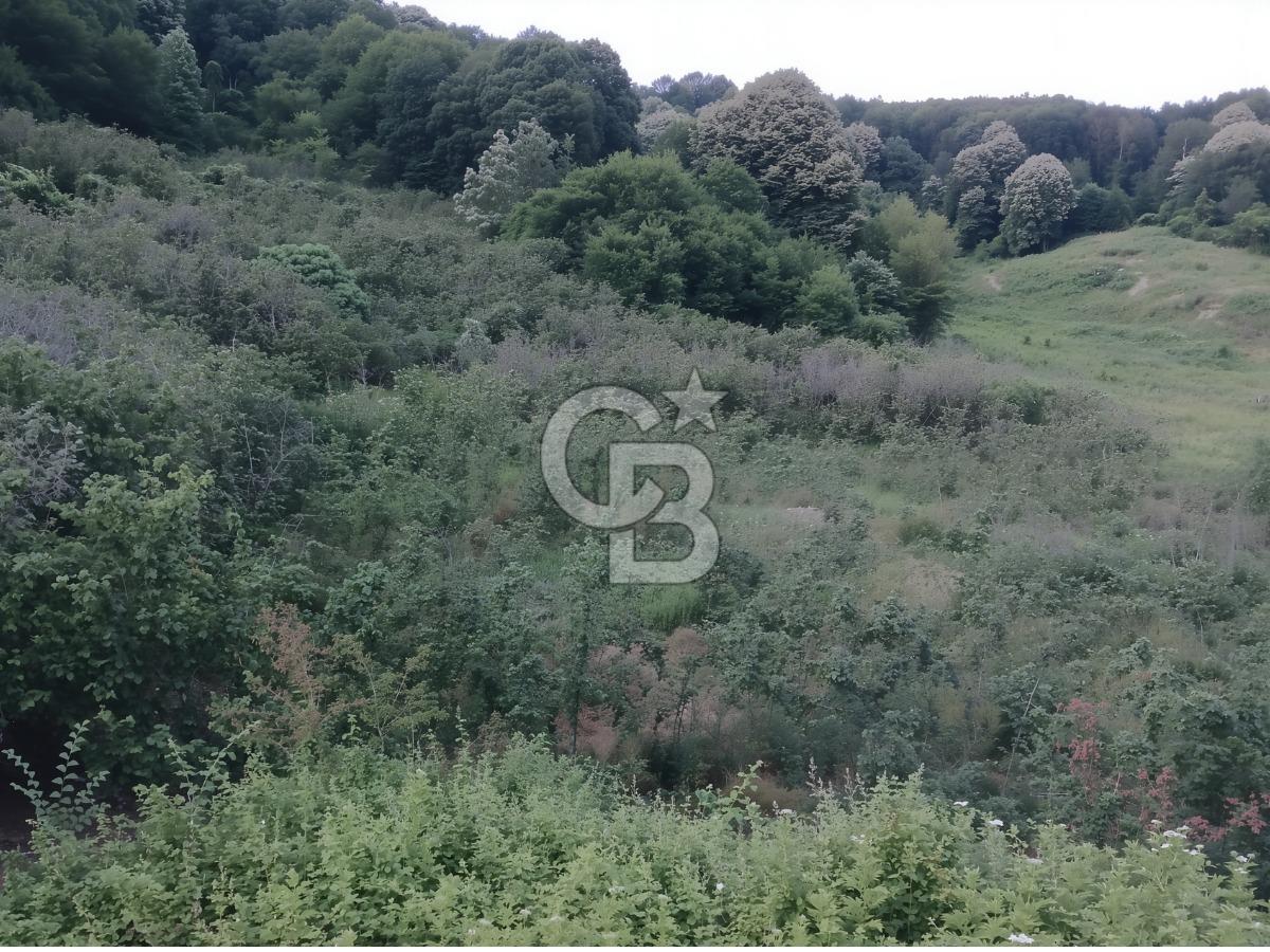 SAKARYA ARİFİYE KIŞLAÇAYDA SATILIK 12.030 M2 FINDIKLIK/ TARLA