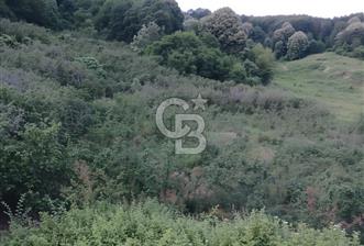 SAKARYA ARİFİYE KIŞLAÇAYDA SATILIK 12.030 M2 FINDIKLIK/ TARLA - 8 - 375373