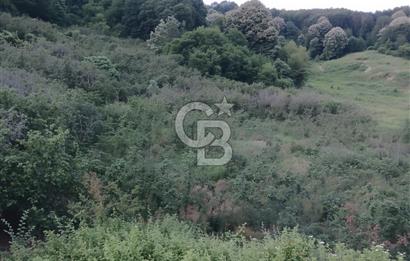 SAKARYA ARİFİYE KIŞLAÇAYDA SATILIK 12.030 M2 FINDIKLIK/ TARLA