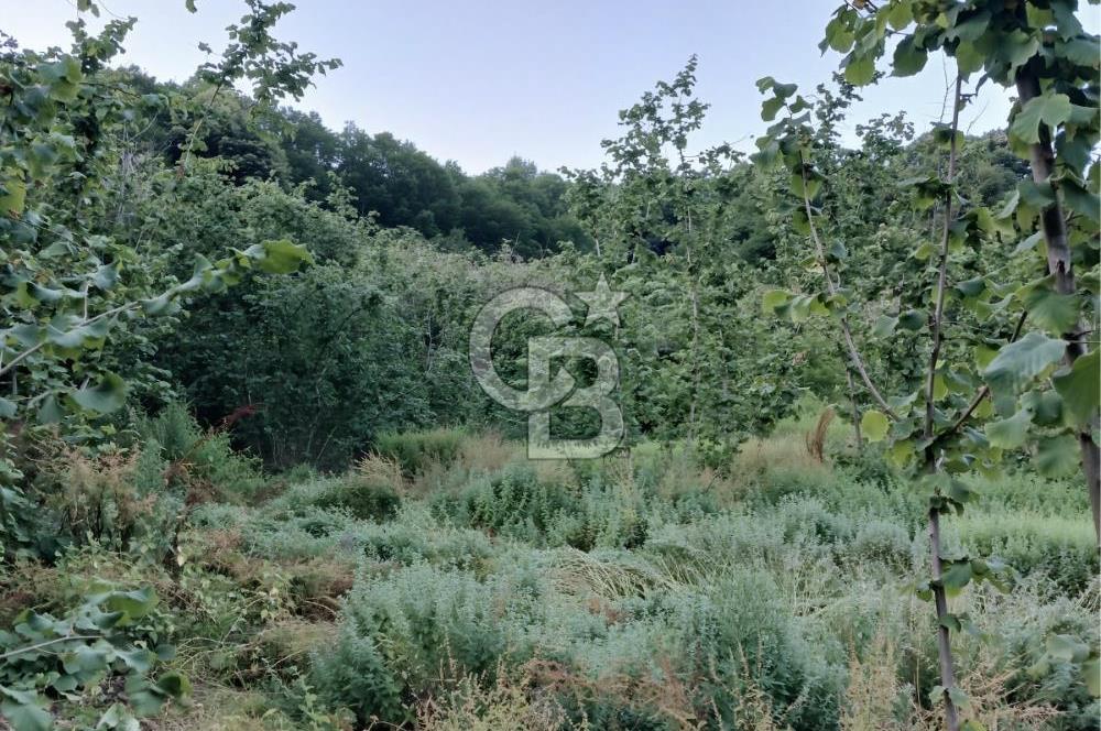 SAKARYA ARİFİYE KIŞLAÇAYDA SATILIK 12.030 M2 FINDIKLIK/ TARLA