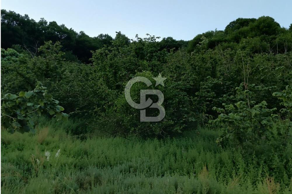 SAKARYA ARİFİYE KIŞLAÇAYDA SATILIK 12.030 M2 FINDIKLIK/ TARLA