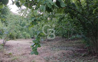 SAKARYA ARİFİYE KIŞLAÇAYDA SATILIK 12.030 M2 FINDIKLIK/ TARLA