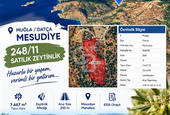 DATÇA MESUDİYE 7.467 m² ZEYTİNLİK - 3 - 375498