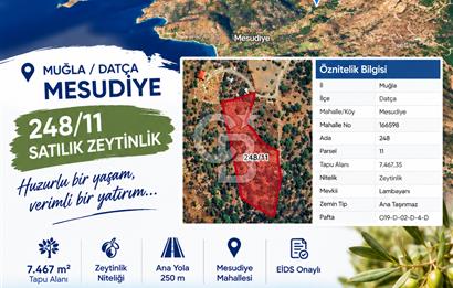 DATÇA MESUDİYE 7.467 m² ZEYTİNLİK