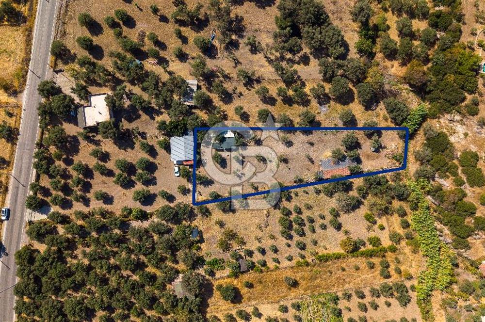 Foça Yeniköy'de Satılık Zeytinli Tarla ve Ev