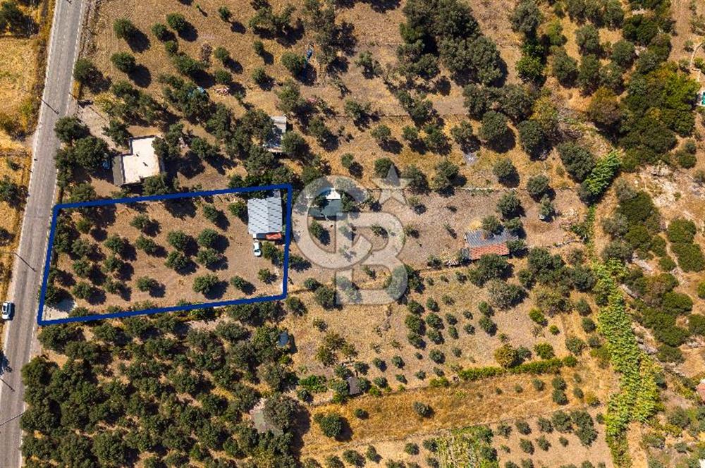 Foça Yeniköy'de Satılık Zeytinli Tarla ve Ev