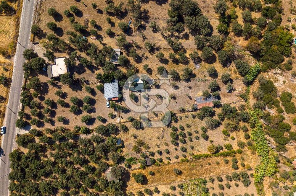 Foça Yeniköy'de Satılık Zeytinli Tarla ve Ev