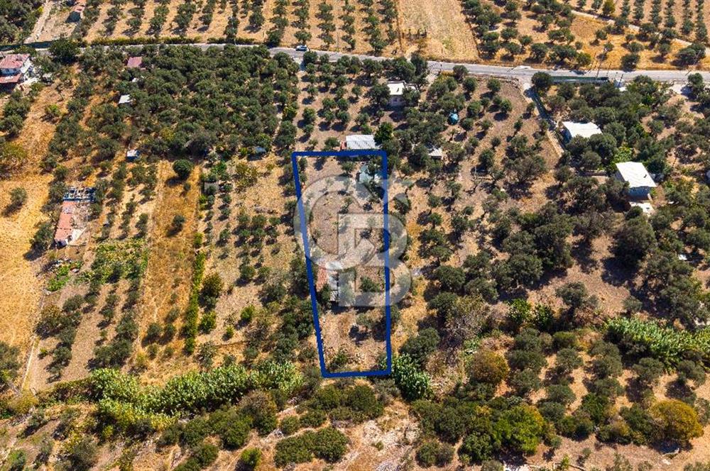 Foça Yeniköy'de Satılık Zeytinli Tarla ve Ev