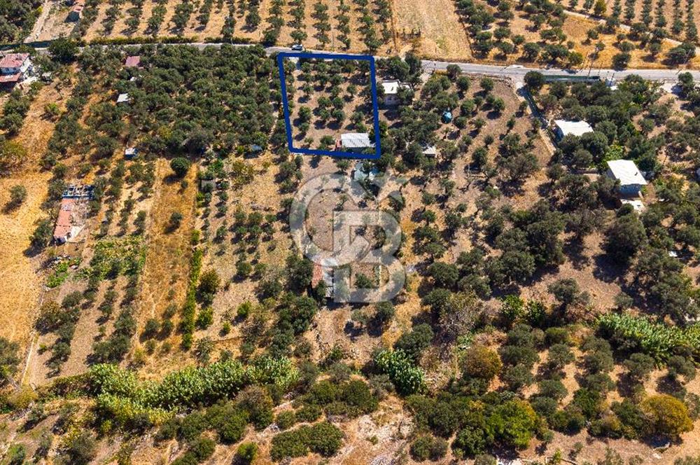 Foça Yeniköy'de Satılık Zeytinli Tarla ve Ev