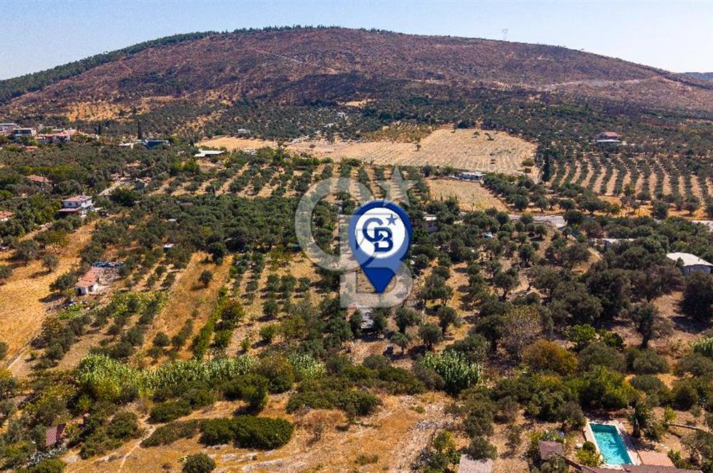 Foça Yeniköy'de Satılık Zeytinli Tarla ve Ev