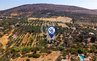 Foça Yeniköy'de Satılık Zeytinli Tarla ve Ev
